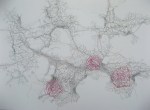 Rosa II, pencilis, cotton threads on&nbsp;paper