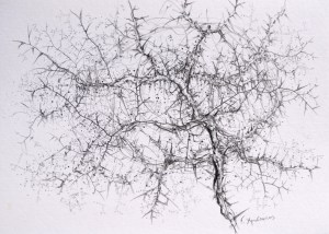 Under my veins, pencils on paper, 50 x 70 cm.