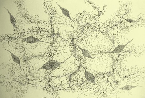 Genesis, pencils on paper, 50 x 70 cm.